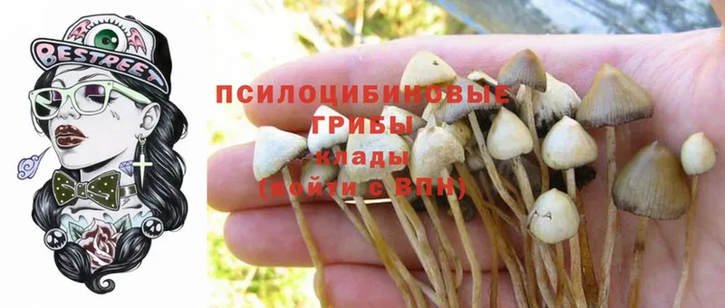 Псилоцибиновые грибы Psilocybe  omg как войти  Кировград 